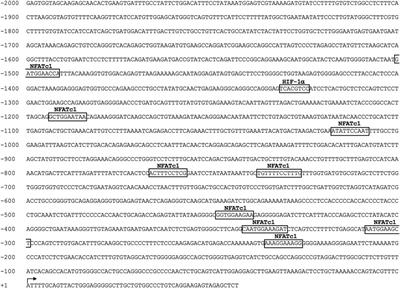 The NFATc1/P2X7 receptor relationship in human intervertebral disc cells